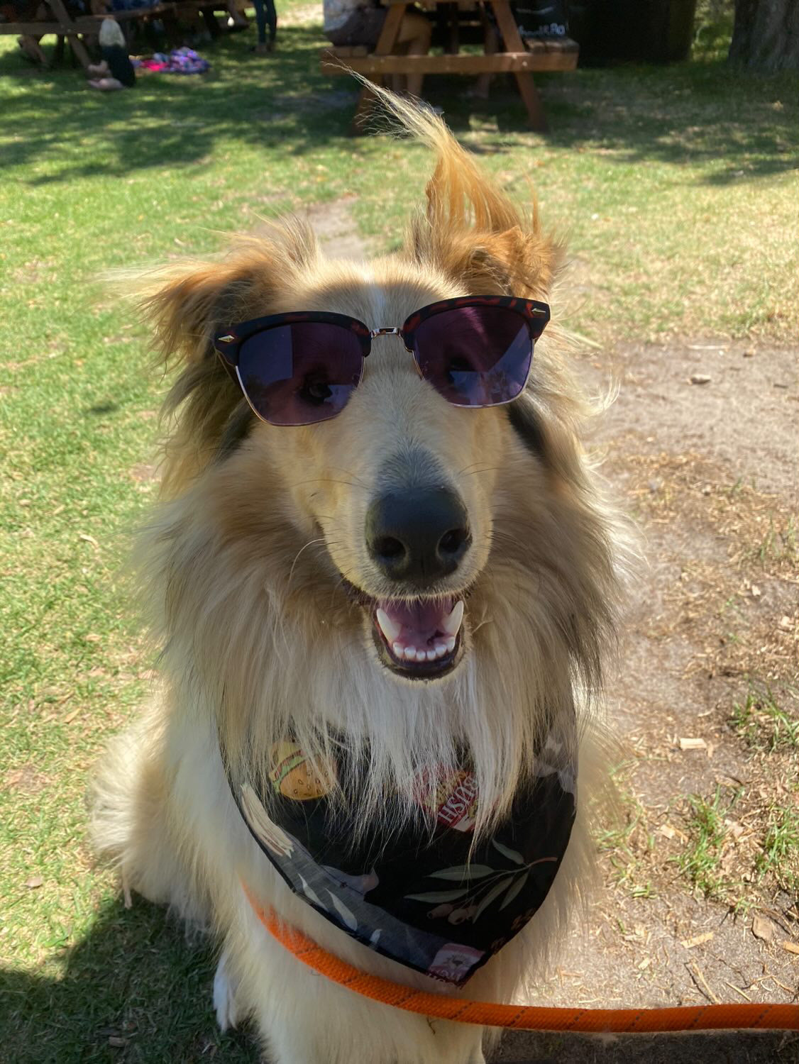 Dog Bandanas