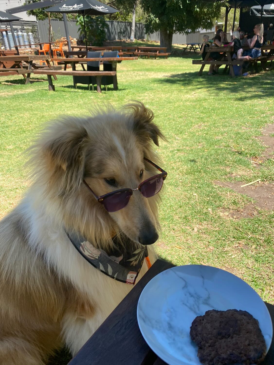 Dog Bandanas