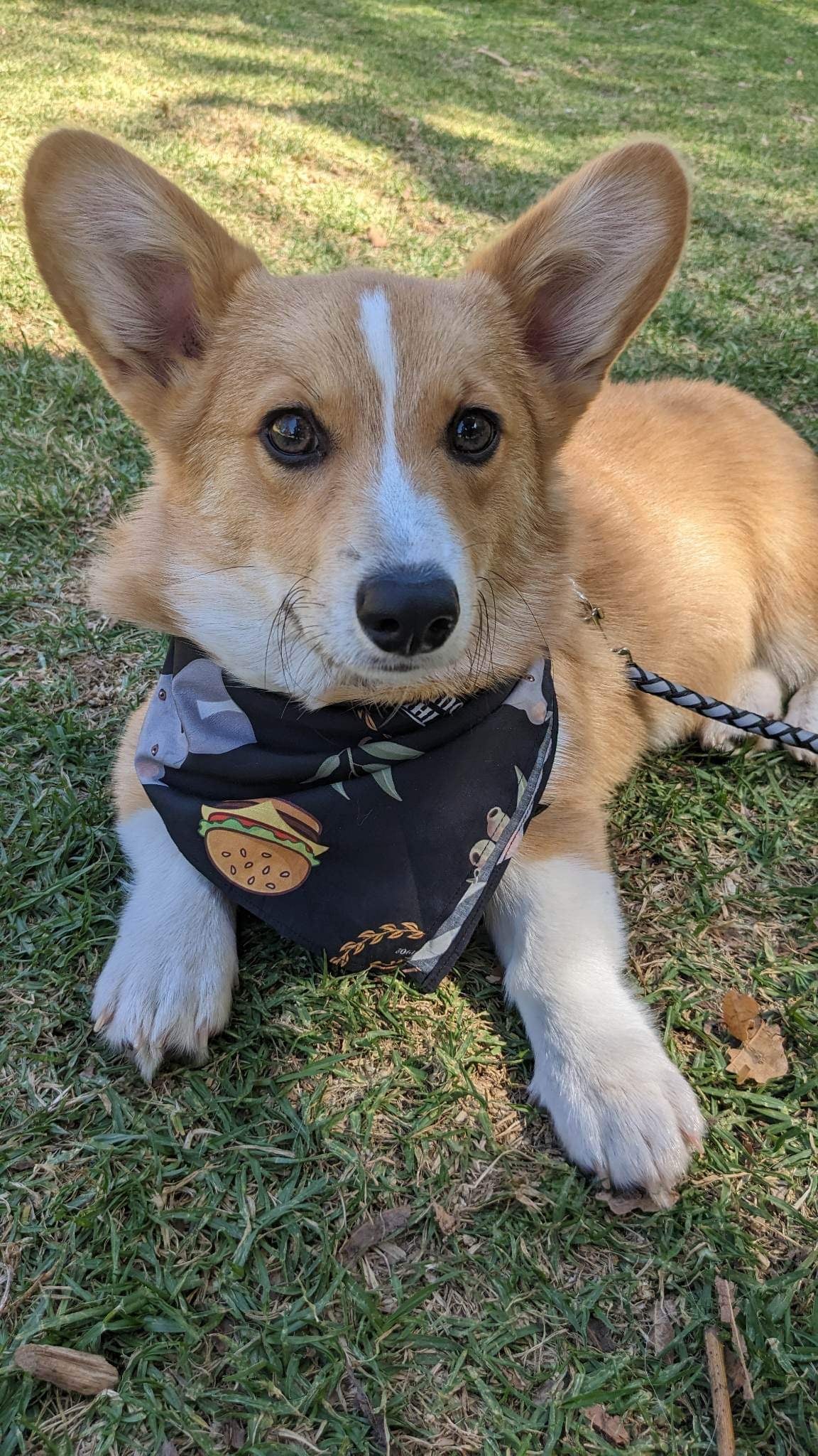Dog Bandanas