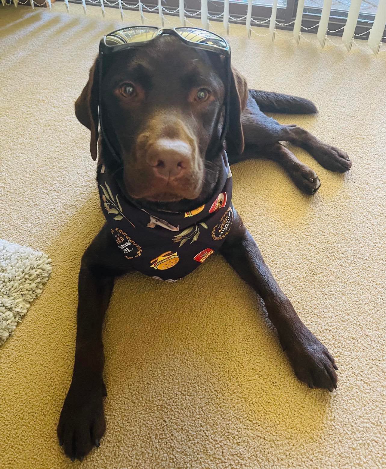 Dog Bandanas